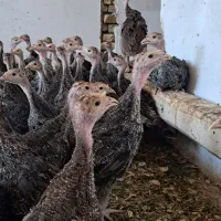 نیمچه بوقلمون برنز انگلیس ۷۵ روزه