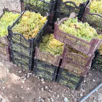 شیره انگور اصل،تهیه شده از بهترین نوع انگور سر باغ