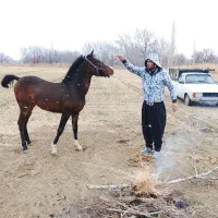 اسب|اسب و تجهیزات اسب‌سواری|ملایر, |دیوار