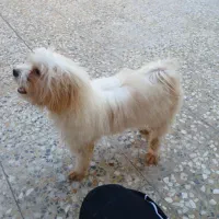 سگ شیتزوتریر|سگ|اهواز, سپیدار|دیوار