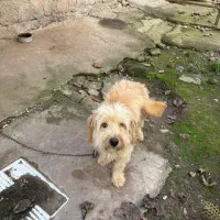 واگذاری سگ پشمالو|سگ|کوچصفهان, |دیوار