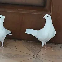 یک جفت کفتر تهرانی