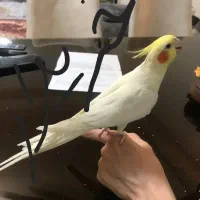 خ عروس هلندی جوجه تازه دونخور