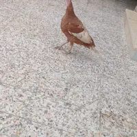 یک عدد بوقلمون ماده بارنگ خاس|حیوانات مزرعه|دزفول, |دیوار