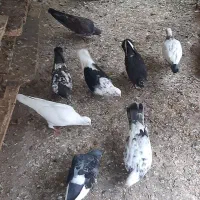 کبوتر فروشی