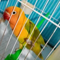 کوتوله دستی