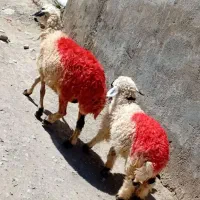 میش و بره