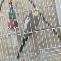 عروس هلندی نر مولد رام