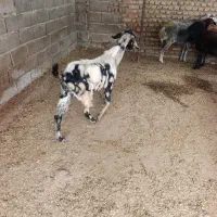 بز تیپ تیپی جوان|حیوانات مزرعه|آزادشهر, |دیوار