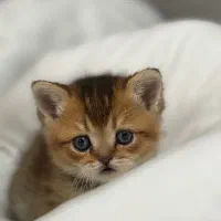 بچه گربه های بریتیش