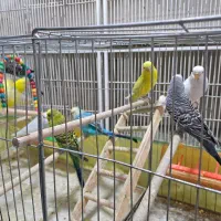 مرغ عشق با قفس و وسایل|پرنده|شیراز, شیخ علی چوپان|دیوار