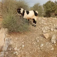 بز نر دوسال تانک