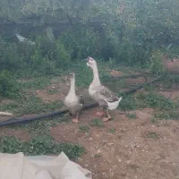 فروش یک جفت قوقاز خاکستری خرطوم دار