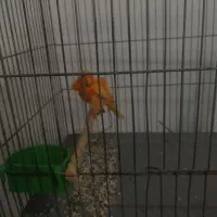 قناری نره مست