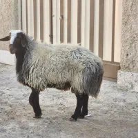 قوچ ۲ ساله|حیوانات مزرعه|خمینی‌شهر, |دیوار