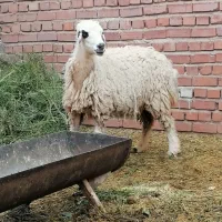 میش شیرازی آبستن سنگین