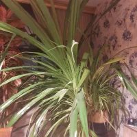 گل پاندانوس