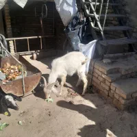 چپیش|حیوانات مزرعه|زارچ, |دیوار