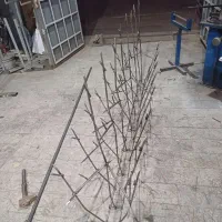 حفاظ های بوته ای و شاخ گوزنی co2|خدمات پیشه و مهارت|گلبهار, شهر جدید گلبهار|دیوار