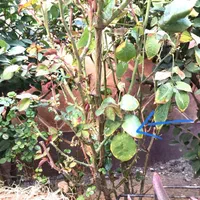 باغبانی|خدمات باغبانی و درختکاری|ورامین, ورامین|دیوار