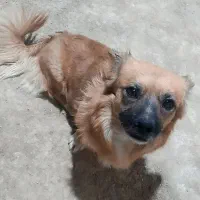 پاکوتا خانگی