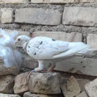 کبوتر