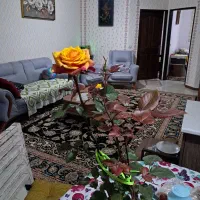 قرص ومحلول محرک رشد گیاهان