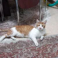 واگذاری گربه شناسنامه داره واکسن خورده رایگان رایگ|گربه|تهران, گلستان (شهرک راه آهن)|دیوار