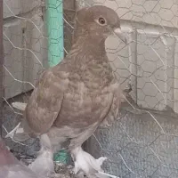 کبوتر|پرنده|زاهدان, |دیوار