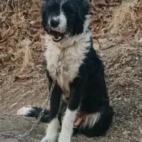 سگ ماده براقی پشمالو|سگ|شیراز, قلات|دیوار