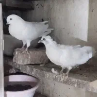 نوک سیاه