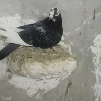 دوعدد کفتر|پرنده|نسیم‌شهر, |دیوار