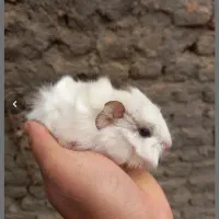 خوکچه هندی جوجه خرگوش|موش و خرگوش|مشهد, موعود|دیوار