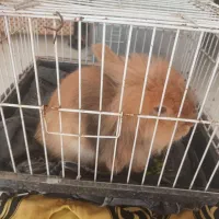 لوپ نژاد دار