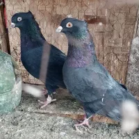 فروش|پرنده|زارچ, |دیوار