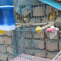 قناری ماده|پرنده|دهاقان, |دیوار