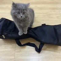 فروش اسکوتر برقی