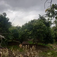 باغ به صورت یکجا و جدا در متراژ ۳۰۰متر فروخته میشو