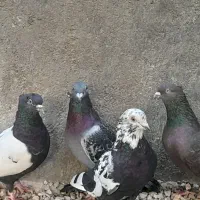 ۵عدد کبوتر سالم وسرحال با یه جوجه ۱۶۵۰تومان