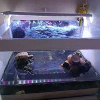 تعداد۲عدداکواریوم شیشه خم شرکتی|ماهی|مشهد, الهیه|دیوار