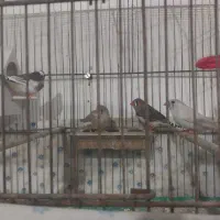 فنچ نرو ماده