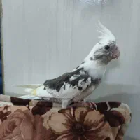 عروس هلندی|پرنده|قم, لسانی|دیوار