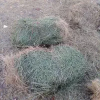 امیش یونجه|لوازم جانبی حیوانات|چالدران, |دیوار