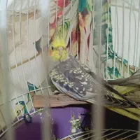 عروس هلندی|پرنده|تهران, کرمان|دیوار