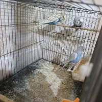 4 عدد جوجه مرغ عشق