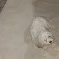 توله شیتزو خالص شناسنامه دار|سگ|خمین, |دیوار