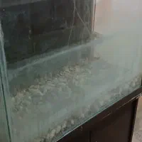 ماهی