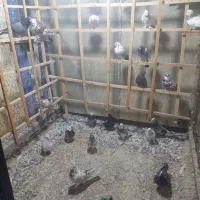 ۶۰و۷۰تاکفتر پرشی خال جفتی ۳۸۰ هزار تومان|پرنده|تهران, فلاح|دیوار