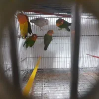 .کوتوله برزیلی سالم و سرحال.|پرنده|لنجان, |دیوار