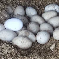 تخم‌مرغ غو غاز